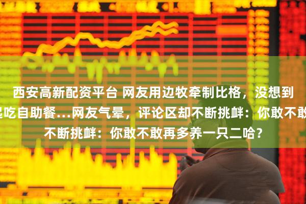 西安高新配资平台 网友用边牧牵制比格，没想到带动拉布拉多一起吃自助餐…网友气晕，评论区却不断挑衅：你敢不敢再多养一只二哈？